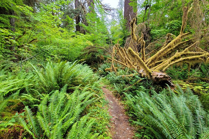 Hoh River Trail