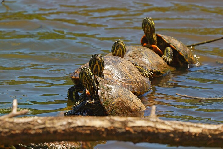 Alabama Red-Bellied Turtles