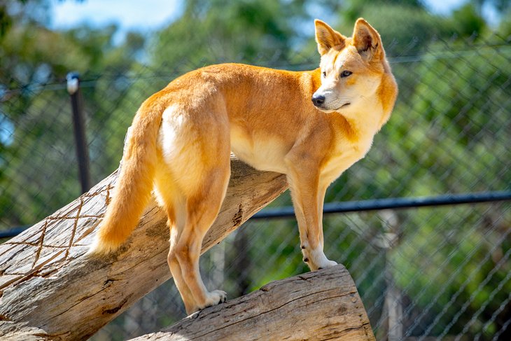 Dingo at the Ballarat Wildlife Park