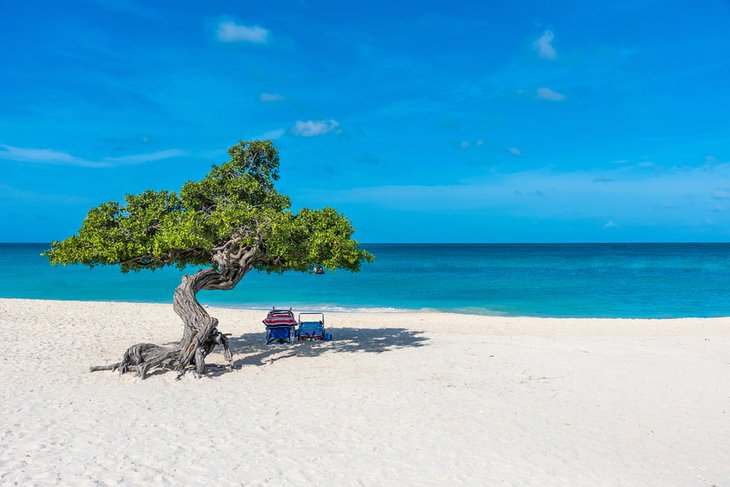 Divi Divi tree on Eagle Beach, Aruba