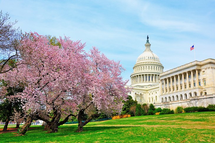 Cherry blossoms on Capitol Hill, Washington, D.C.