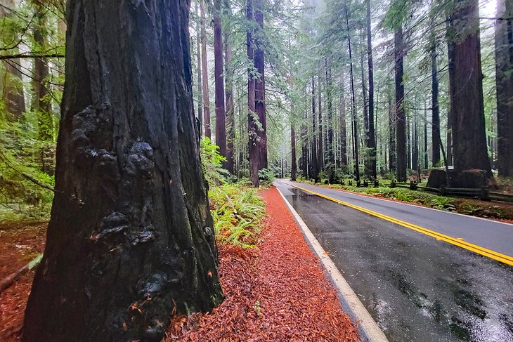 Avenue of Giants, Redwood Highway