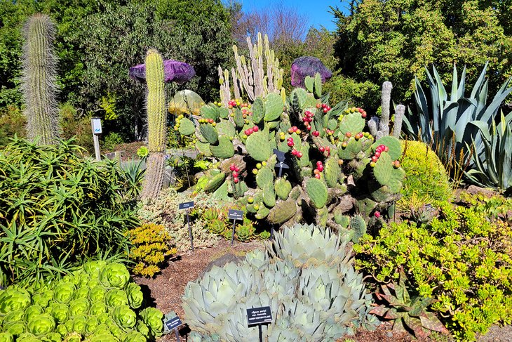 Mendocino Coast Botanical Gardens