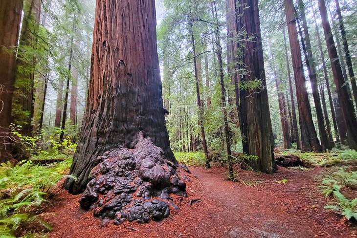 Humboldt Redwoods State Park, Redwood Highway