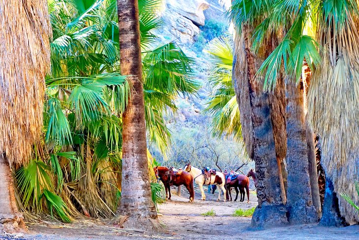 Chevaux dans un canyon près de Palm Springs