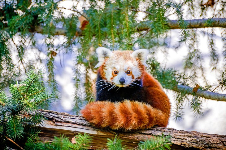 Red panda at the Sacramento Zoo, William Land Park