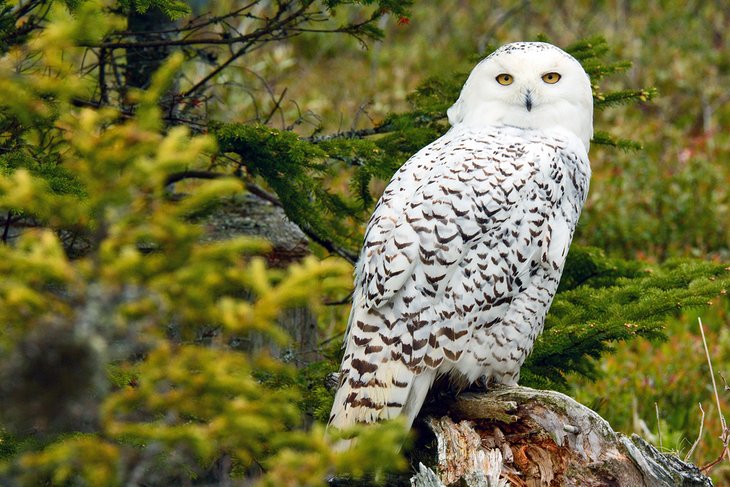 Snowy owl at Salmonier Nature Park