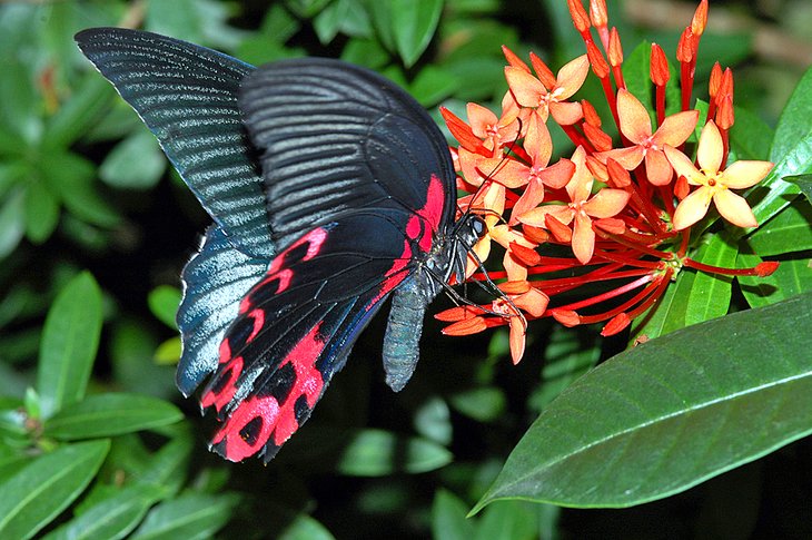 Butterfly on Grand Cayman