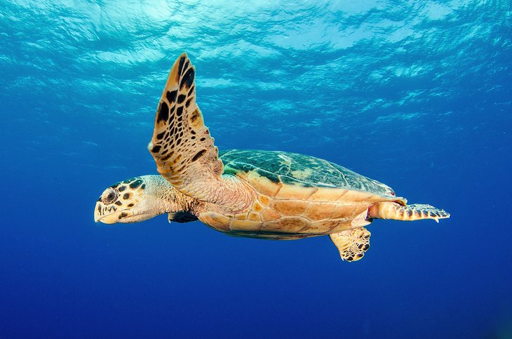Sea turtles swimming off Grand Cayman