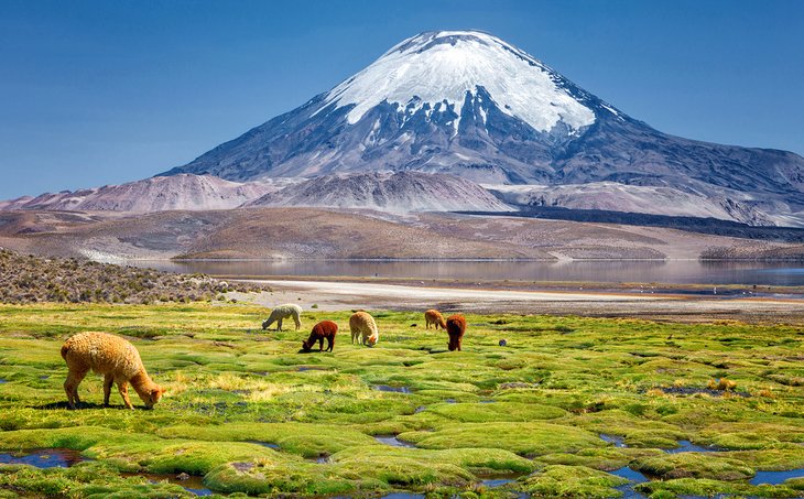 Alpaca's grazing on the shore of Lake Chungara at the base of the Parinacota Volcano