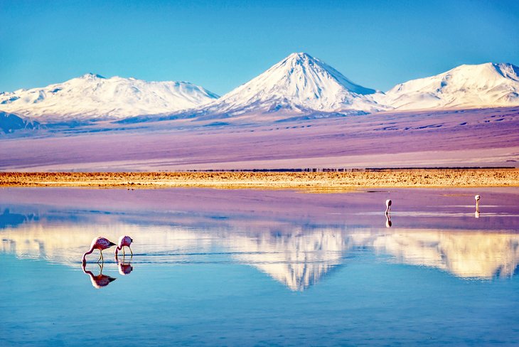 Flamants roses dans le Salar de Atacama avec le volcan Licancabur au loin