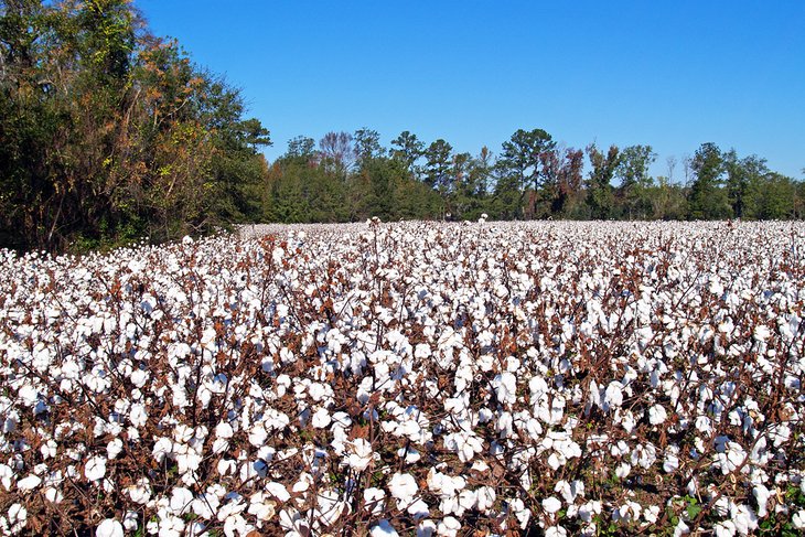 Cotton field in Georgia
