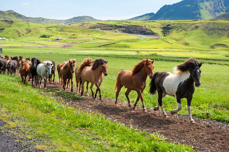 Icelandic horses