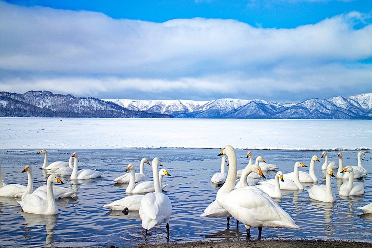 Swans in Lake Kussharo, Hokkaido