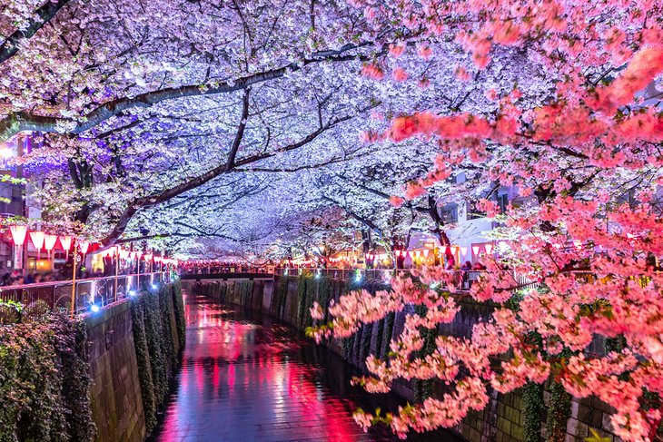 Cherry blossoms illuminated at night over the Meguro River
