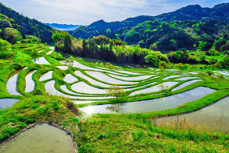 Oyama Rice Terraces