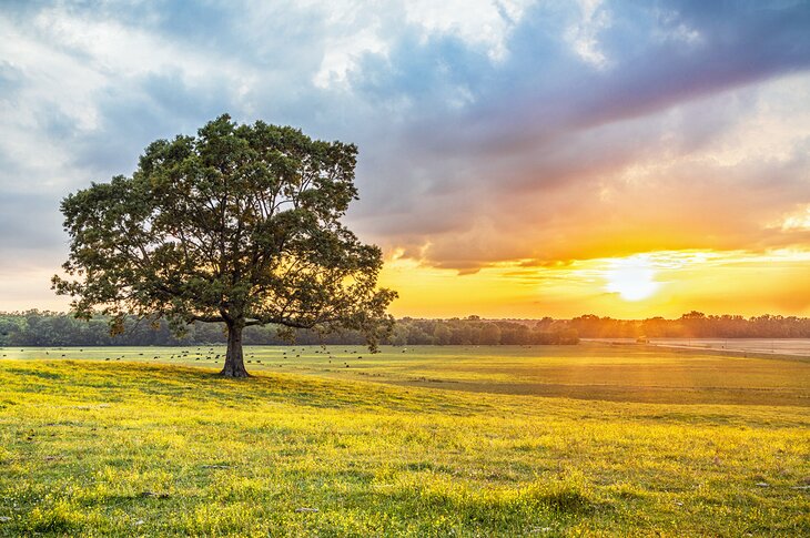 Pasture in Mississippi