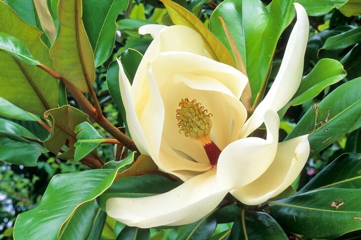 Close-up photograph of a magnolia bloom