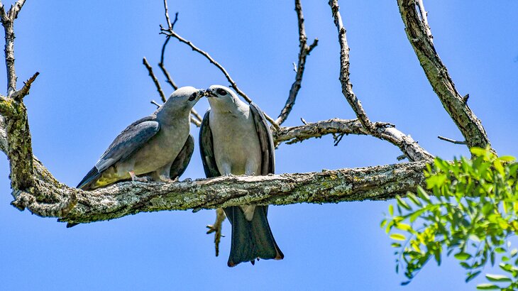 A pair of Mississippi Kites 