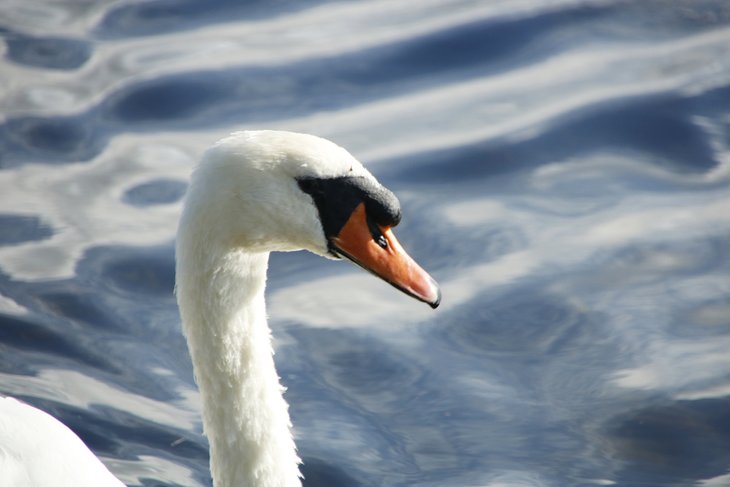 Swan, White Lake
