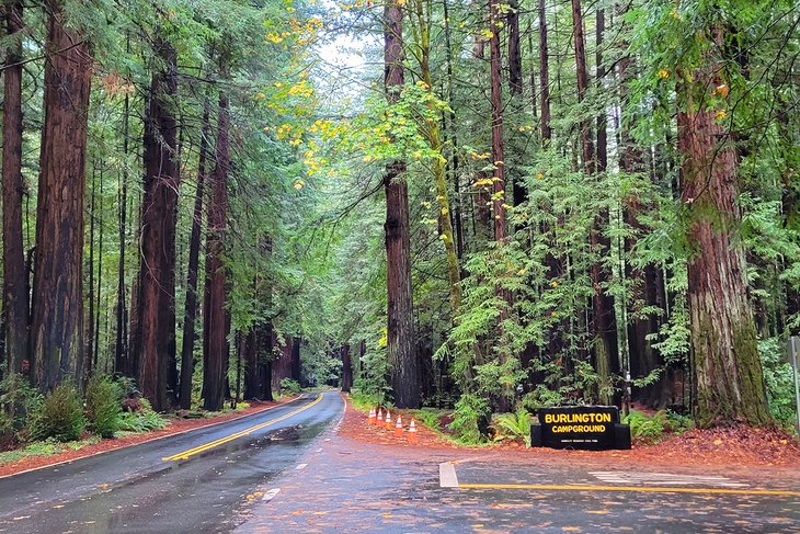 Burlington Campground, Humboldt Redwoods State Park