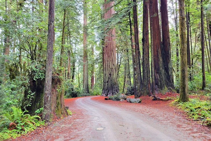 Howland Hill Road, Jedediah Smith Redwoods State Park