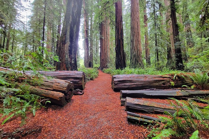 Jedediah Smith Redwoods State Park