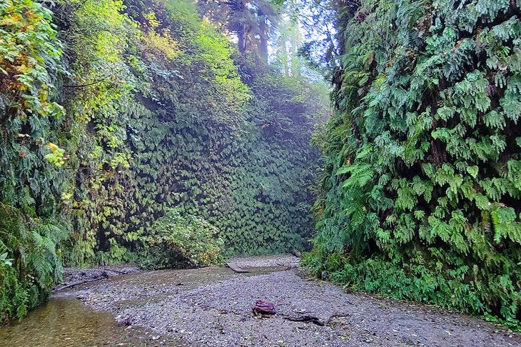 Fern Canyon, Gold Bluffs Beach