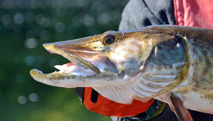 Closeup of a large Muskie