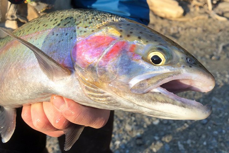 A beautiful Lake Erie steelhead