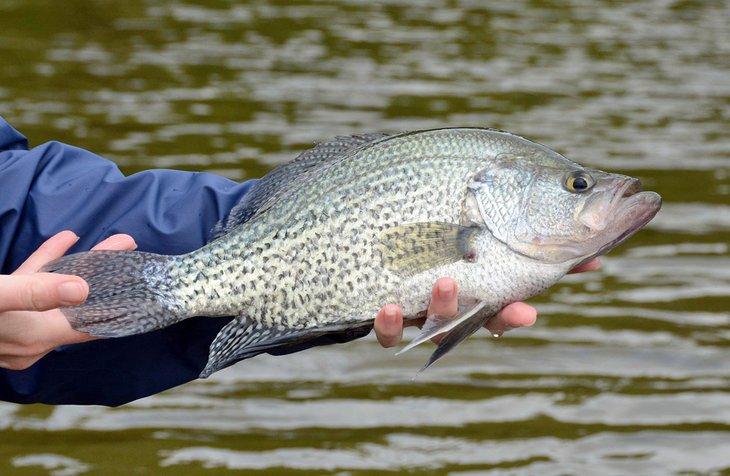 Large black crappie