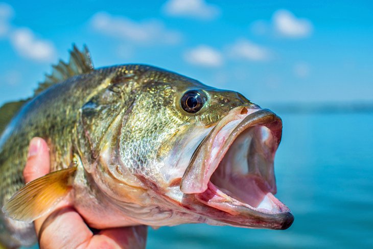 ohio river fishing maps