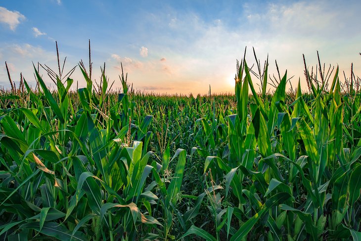 Corn growing in rural Ohio