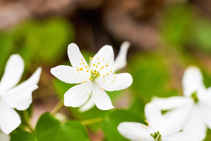 Wildflowers in Ohio