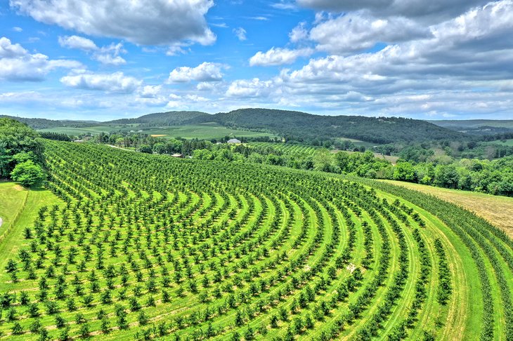 Apple orchards in Biglerville, PA