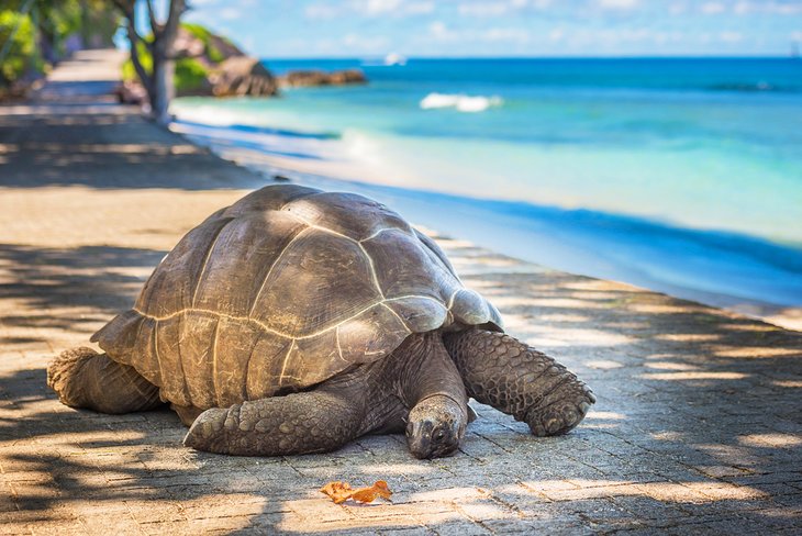 Giant tortoise on Aldabra Atoll
