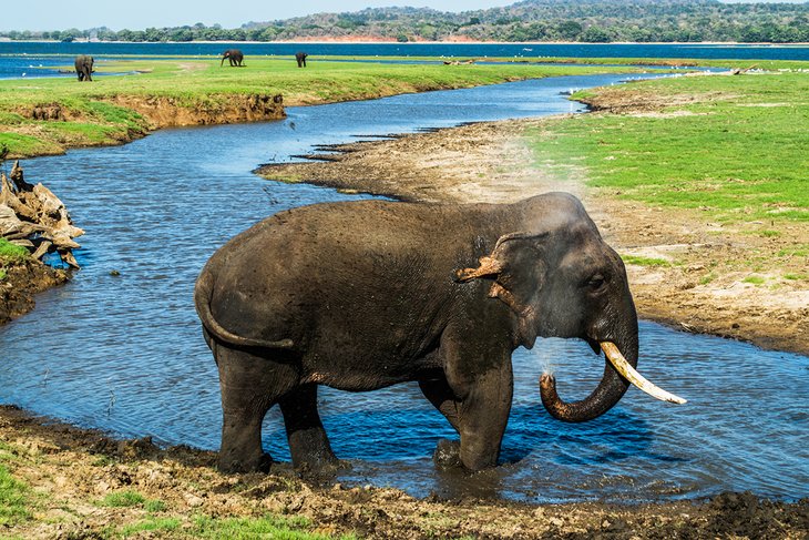 Elephant bathing at the waterhole in Minneriya National Park