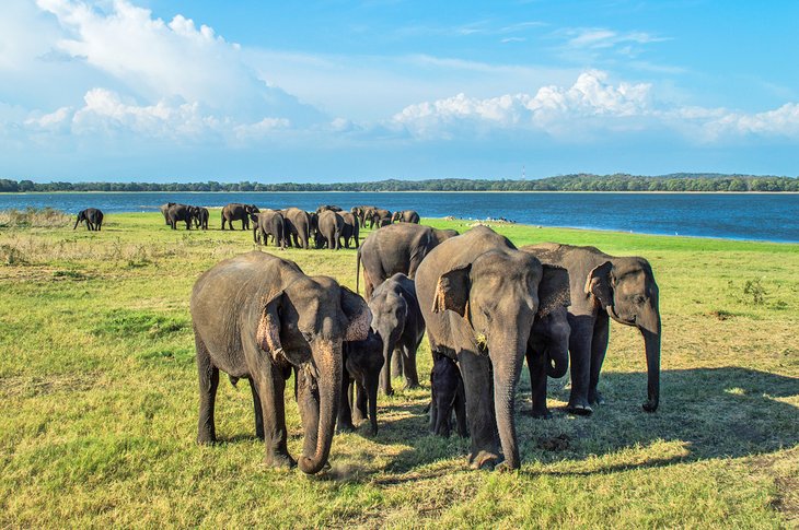 Herds of elephants at the Minneriya National Park in Sri Lanka