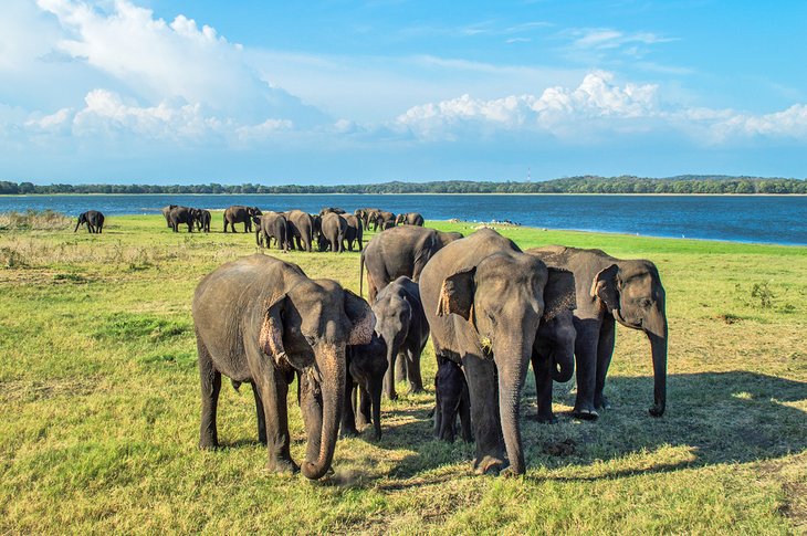 16 atracciones turísticas mejor calificadas en Sri Lanka