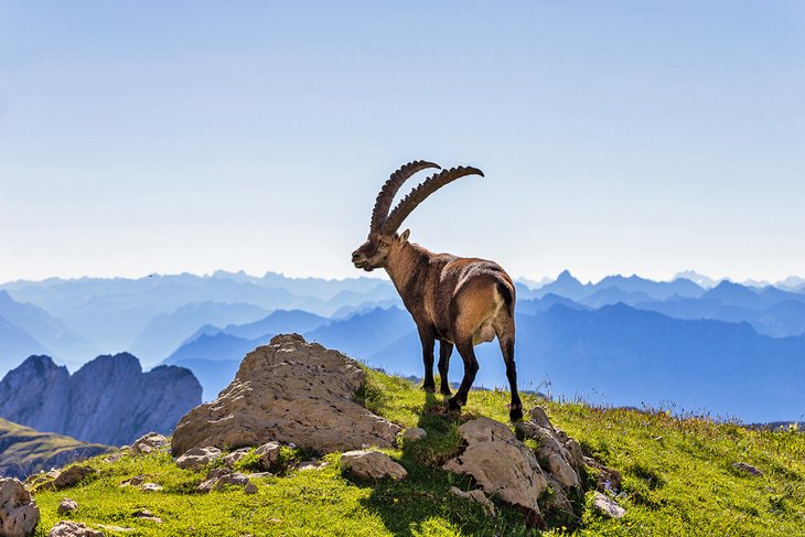 Ibex in the Swiss National Park