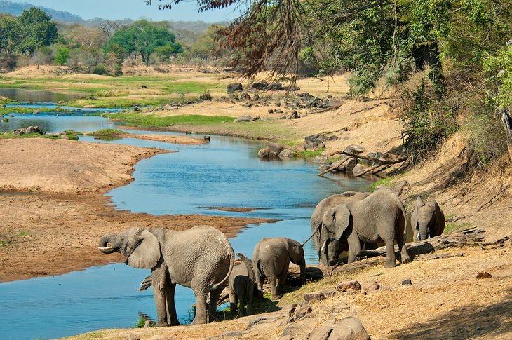 Elephants drinking in the river at Ruaha National Park