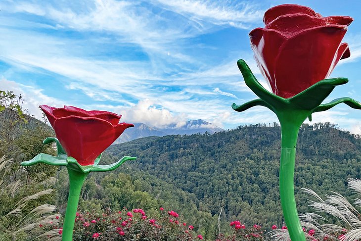 Anakeesta roses in The Smokies