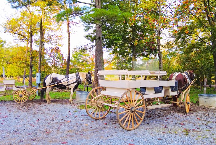 Cades Cove carriage ride in Great Smoky Mountains