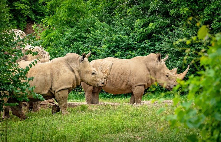 Rhinocéros blanc du sud au zoo de Nashville