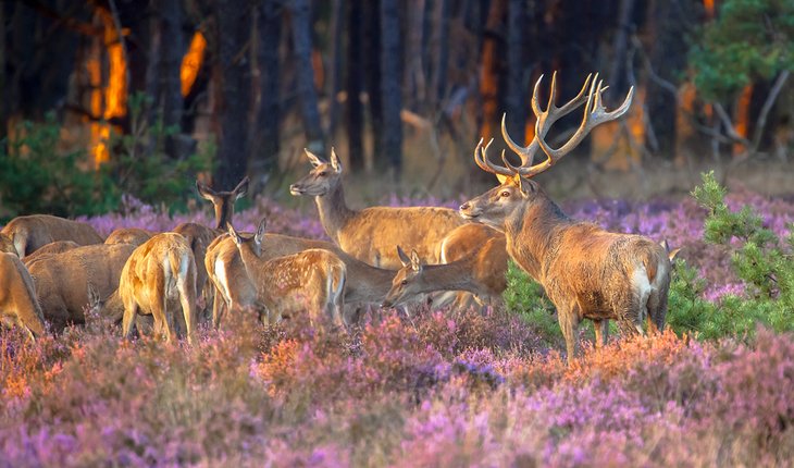 Red deer in De Hoge Veluwe National Park