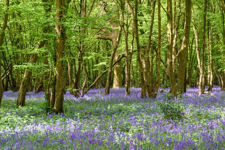 Bluebells in Heartwood Forest