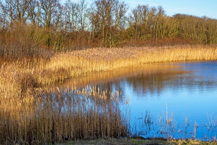 Far Ings National Nature Reserve, Barton-upon-Humber