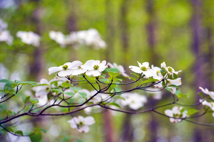 Dogwood flowers in Caledon State Park