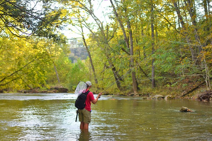 Fly fisherman trout fishing in West Virginia's mountains