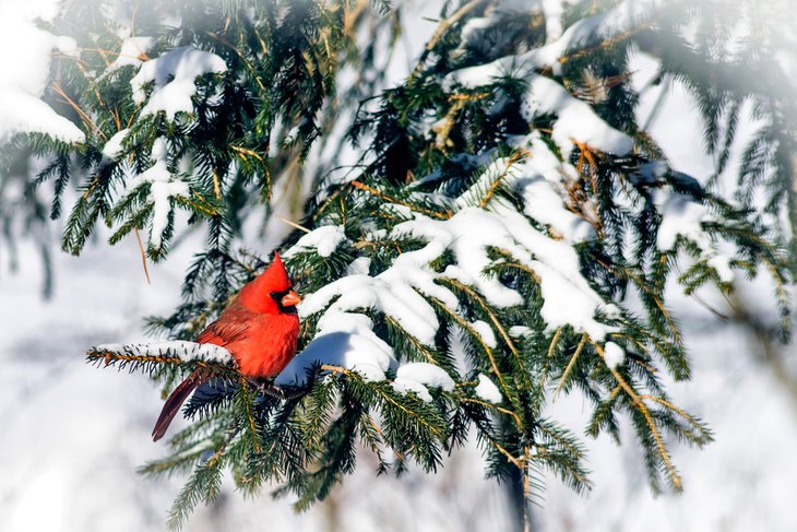 Northern Cardinal on a snowy pine bough in West Virginia